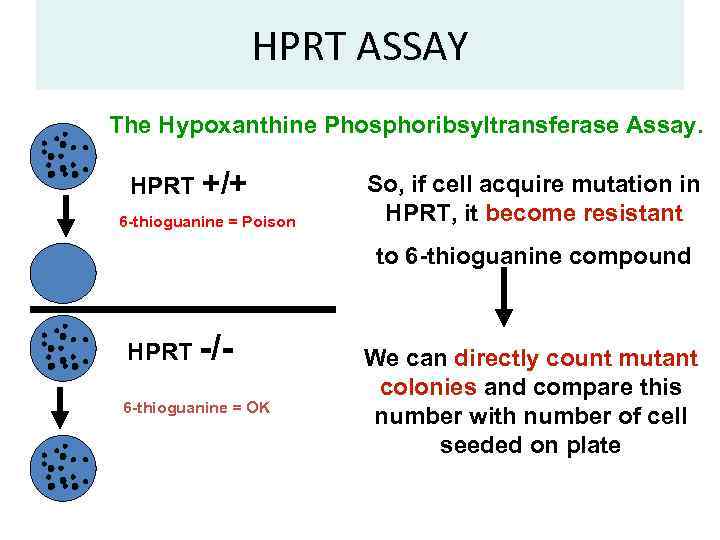 HPRT ASSAY The Hypoxanthine Phosphoribsyltransferase Assay. HPRT +/+ 6 -thioguanine = Poison So, if