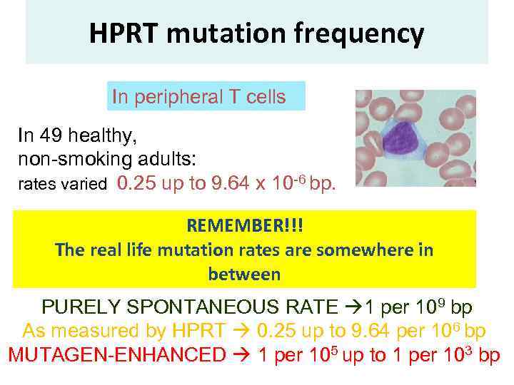 HPRT mutation frequency In peripheral T cells In 49 healthy, non-smoking adults: rates varied