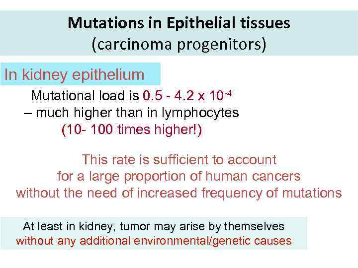 Mutations in Epithelial tissues (carcinoma progenitors) In kidney epithelium Mutational load is 0. 5