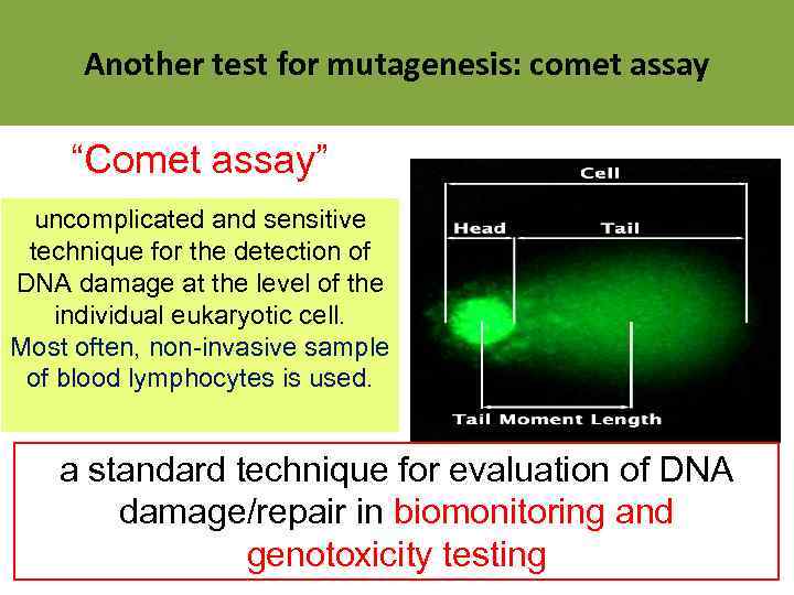 Another test for mutagenesis: comet assay “Comet assay” uncomplicated and sensitive technique for the