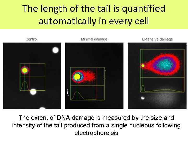 The length of the tail is quantified automatically in every cell The extent of