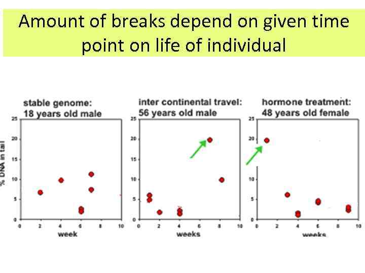 Amount of breaks depend on given time point on life of individual 