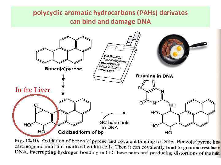 polycyclic aromatic hydrocarbons (PAHs) derivates can bind and damage DNA In the Liver Oxidized