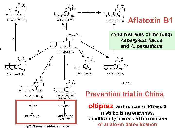 Aflatoxin B 1 certain strains of the fungi Aspergillus flavus and A. parasiticus Prevention