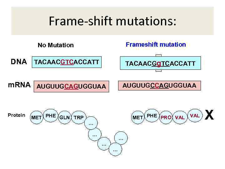 Frame-shift mutations: Frameshift mutation No Mutation DNA TACAACGTCACCATT TACAACGA TCACCATT g m. RNA AUGUUGCAGUGGUAA