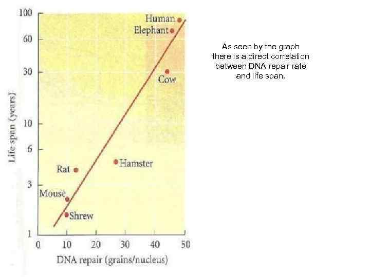 As seen by the graph there is a direct correlation between DNA repair rate