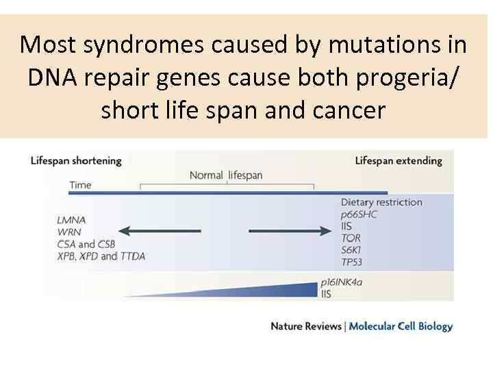 Most syndromes caused by mutations in DNA repair genes cause both progeria/ short life