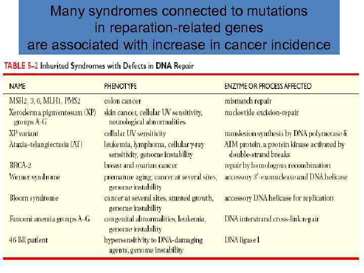 Many syndromes connected to mutations in reparation-related genes are associated with increase in cancer