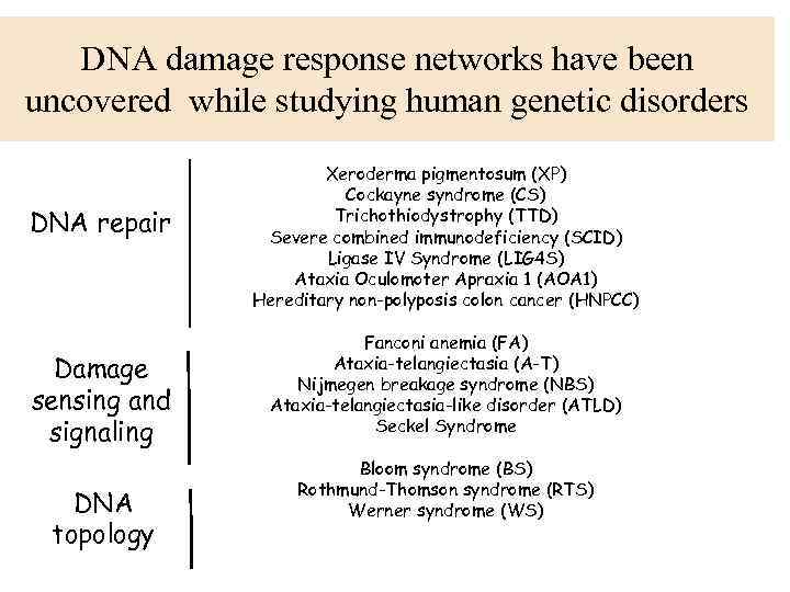 DNA damage response networks have been uncovered while studying human genetic disorders DNA repair