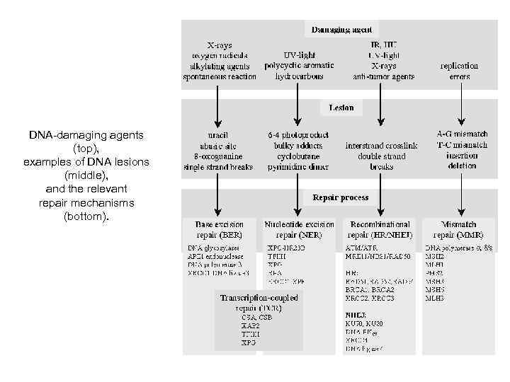 DNA-damaging agents (top), examples of DNA lesions (middle), and the relevant repair mechanisms (bottom).