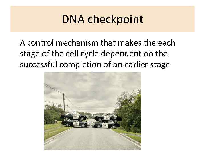 DNA checkpoint A control mechanism that makes the each stage of the cell cycle