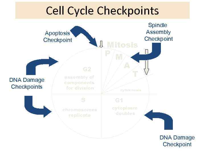 Cell Cycle Checkpoints Apoptosis Checkpoint G 2 DNA Damage Checkpoints assembly of components for