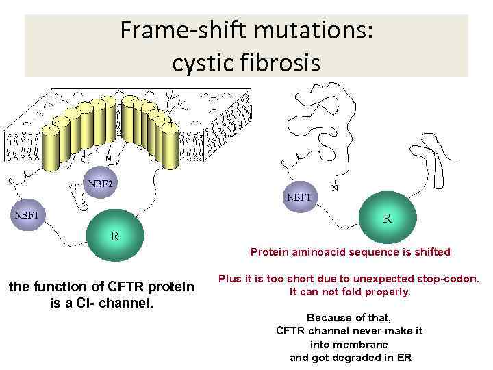 MUTATIONS And Their Consequences Mutation Definition