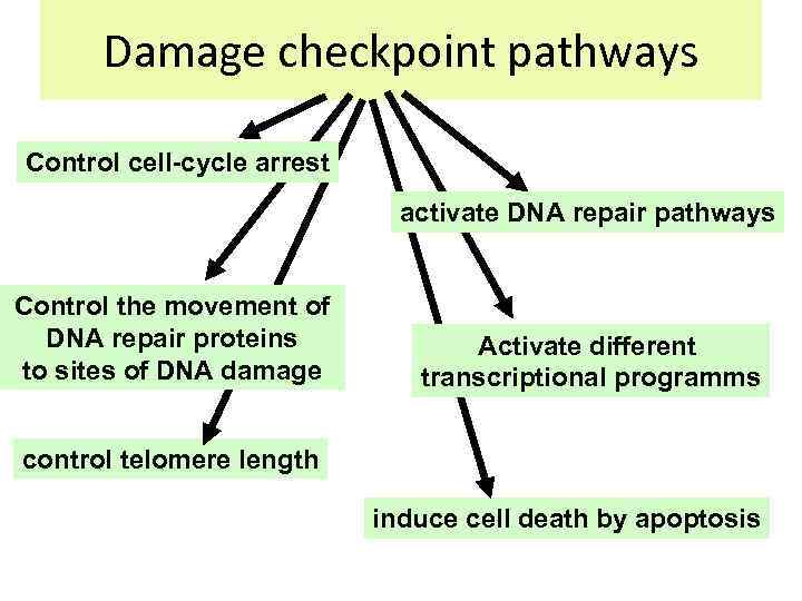 Damage checkpoint pathways Control cell-cycle arrest activate DNA repair pathways Control the movement of