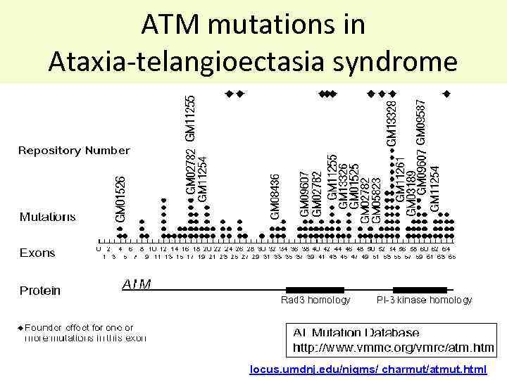 ATM mutations in Ataxia-telangioectasia syndrome locus. umdnj. edu/nigms/ charmut/atmut. html 