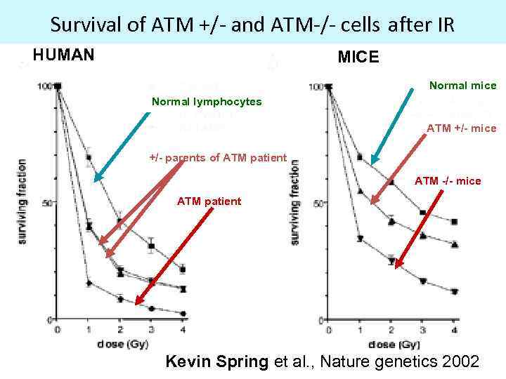 Survival of ATM +/- and ATM-/- cells after IR HUMAN MICE Normal mice Normal