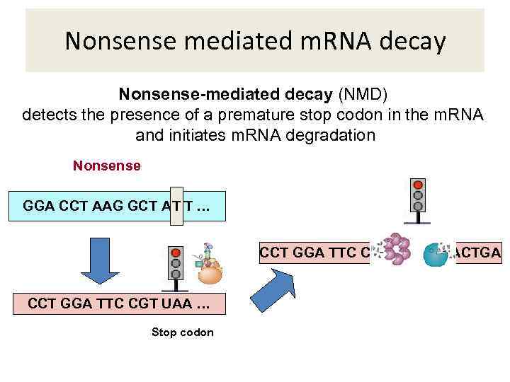 Nonsense mediated m. RNA decay Nonsense-mediated decay (NMD) detects the presence of a premature