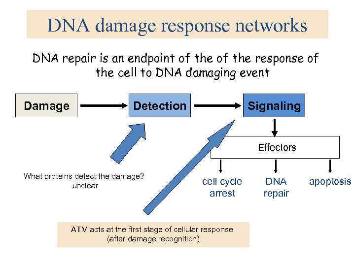 DNA damage response networks DNA repair is an endpoint of the response of the