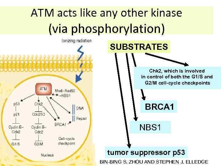 ATM acts like any other kinase (via phosphorylation) SUBSTRATES Chk 2, which is involved