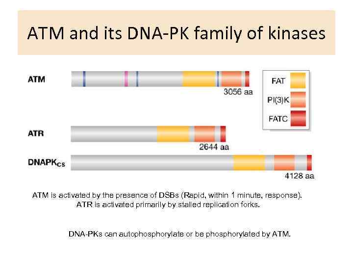 ATM and its DNA-PK family of kinases ATM is activated by the presence of