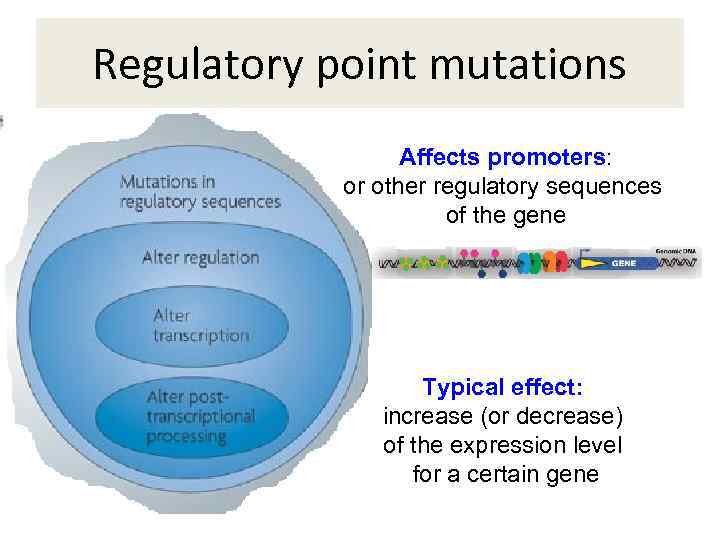 Regulatory point mutations Affects promoters: or other regulatory sequences of the gene Typical effect: