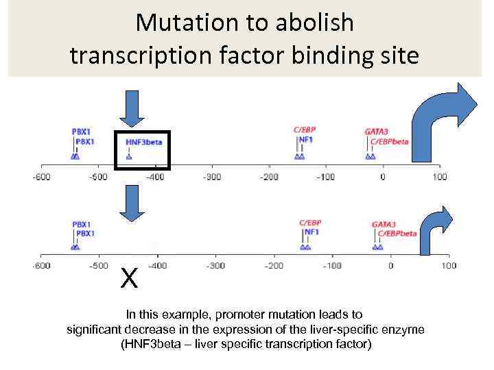 Mutation to abolish transcription factor binding site X In this example, promoter mutation leads