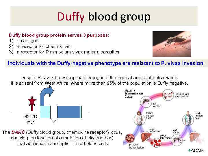 Duffy blood group protein serves 3 purposes: 1) an antigen 2) a receptor for