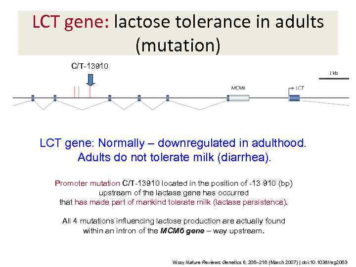 LCT gene: lactose tolerance in adults (mutation) C/T-13910 LCT gene: Normally – downregulated in