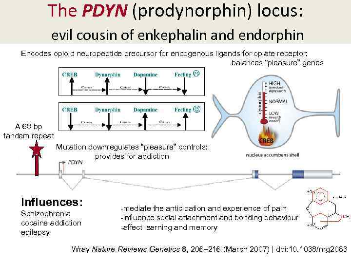 The PDYN (prodynorphin) locus: evil cousin of enkephalin and endorphin Encodes opioid neuropeptide precursor