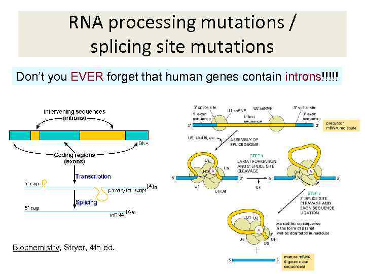 RNA processing mutations / splicing site mutations Don’t you EVER forget that human genes