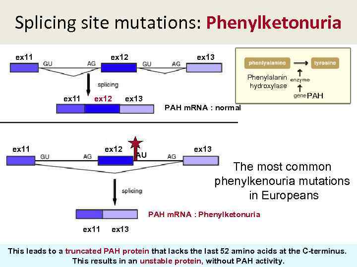 Splicing site mutations: Phenylketonuria ex 11 ex 12 ex 13 Phenylalanin hydroxylase PAH ex