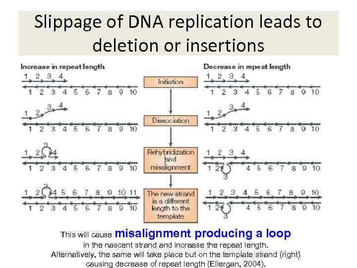 Slippage of DNA replication leads to deletion or insertions This will cause misalignment producing