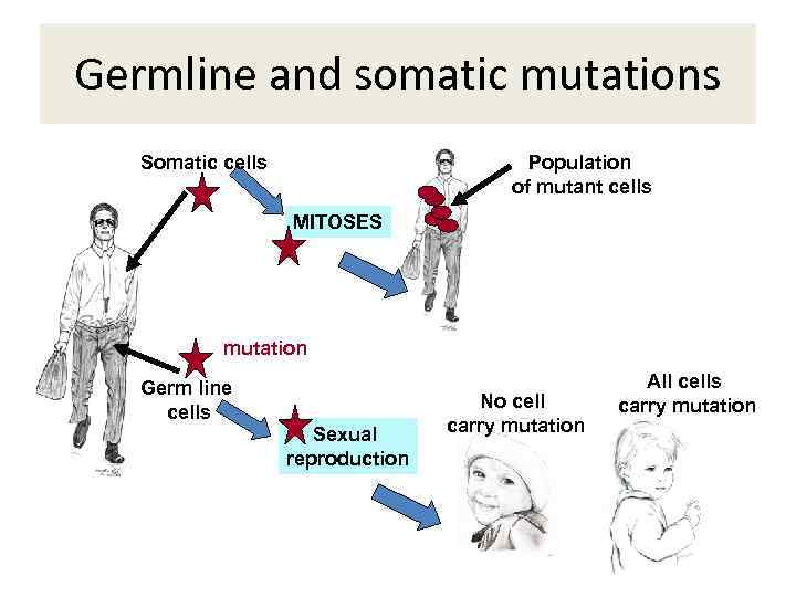 Germline and somatic mutations Somatic cells Population of mutant cells MITOSES mutation Germ line