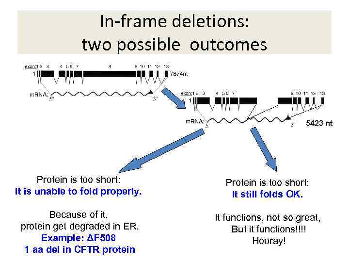 MUTATIONS And Their Consequences Mutation Definition   Image 30 