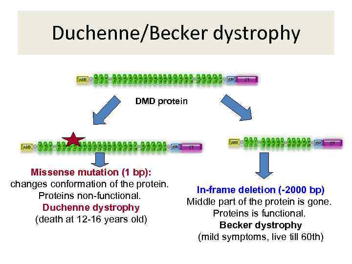 Duchenne/Becker dystrophy DMD protein Missense mutation (1 bp): changes conformation of the protein. Proteins