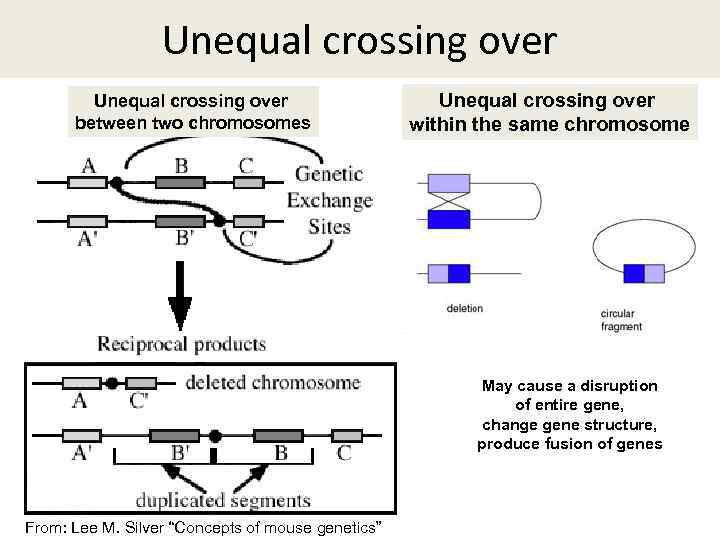 Unequal crossing over between two chromosomes Unequal crossing over within the same chromosome May