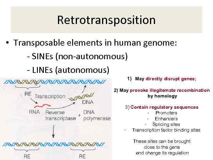 Retrotransposition • Transposable elements in human genome: - SINEs (non-autonomous) - LINEs (autonomous) 1)