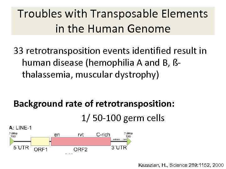 Troubles with Transposable Elements in the Human Genome 33 retrotransposition events identified result in