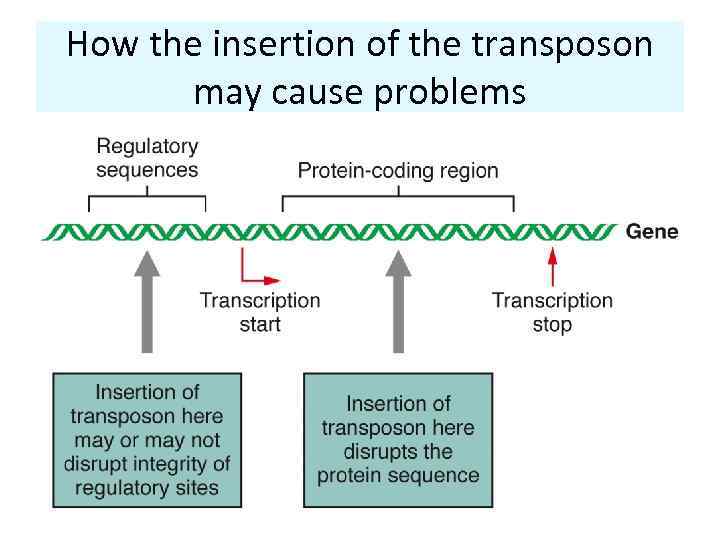 How the insertion of the transposon may cause problems 