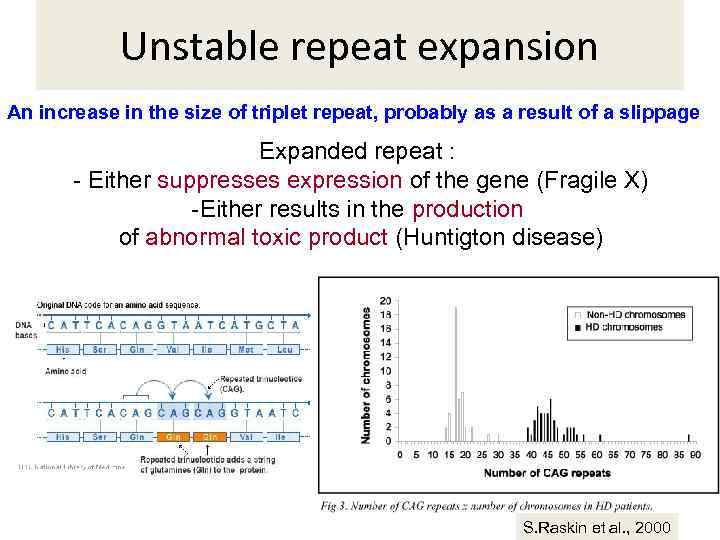 Unstable repeat expansion An increase in the size of triplet repeat, probably as a