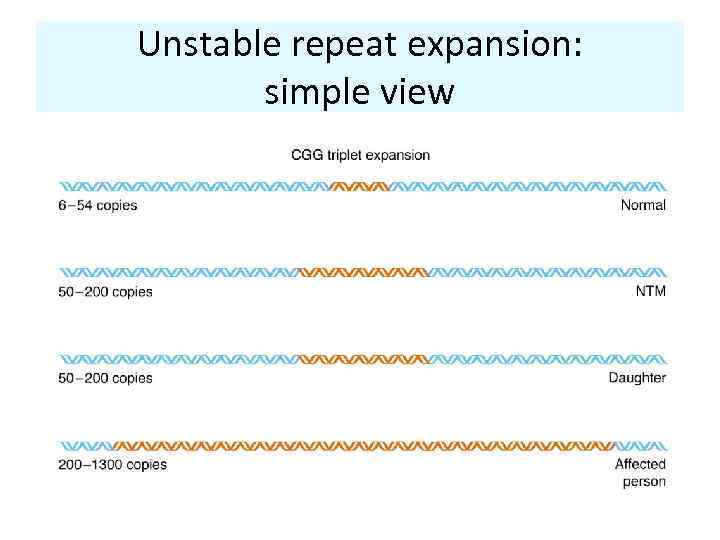 Unstable repeat expansion: simple view 