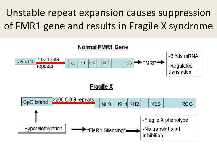 Unstable repeat expansion causes suppression of FMR 1 gene and results in Fragile X