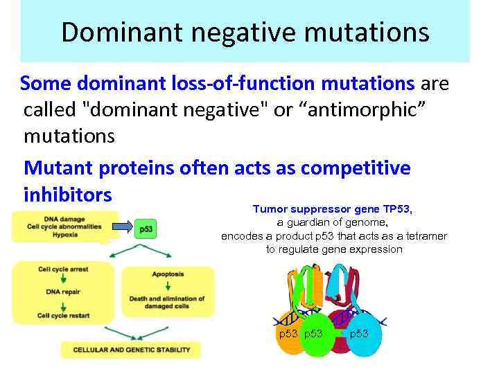 Dominant negative mutations Some dominant loss-of-function mutations are called 