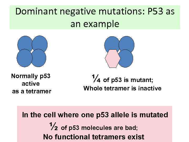 Dominant negative mutations: P 53 as an example Normally p 53 active as a