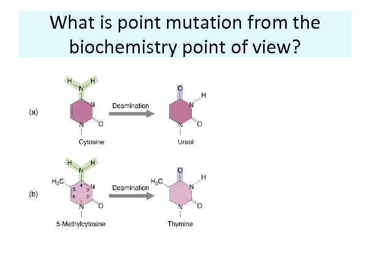 What is point mutation from the biochemistry point of view? 