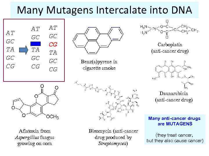 Many Mutagens Intercalate into DNA AT GC TA GC CG AT GC CG TA