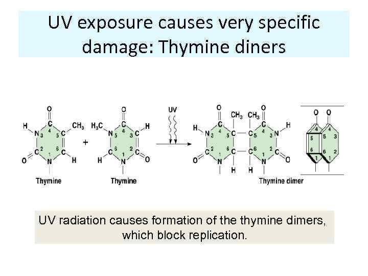 UV exposure causes very specific damage: Thymine diners UV radiation causes formation of the