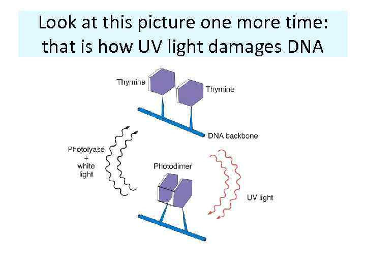 Look at this picture one more time: that is how UV light damages DNA