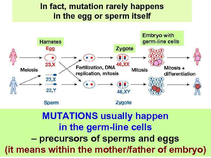 In fact, mutation rarely happens in the egg or sperm itself Embryo with germ-line