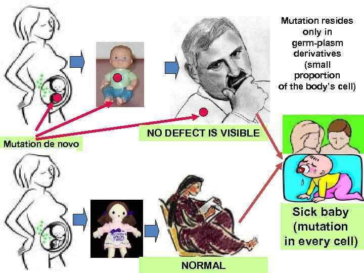 Mutation resides only in germ-plasm derivatives (small proportion of the body’s cell) NO DEFECT